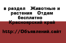  в раздел : Животные и растения » Отдам бесплатно . Красноярский край